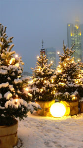 Nahe Frankfurt können Sie für ihr Event einen Weihnachtsbaum mieten.